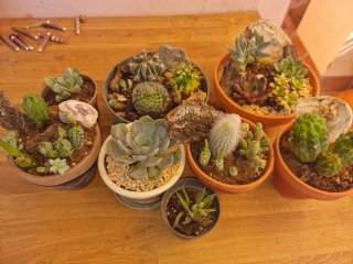 Maceta con plantas suculentas y cactus