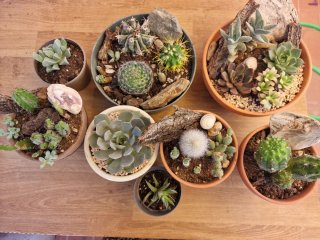Maceta con plantas suculentas y cactus