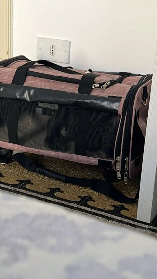 Trasportino per cani con ruote