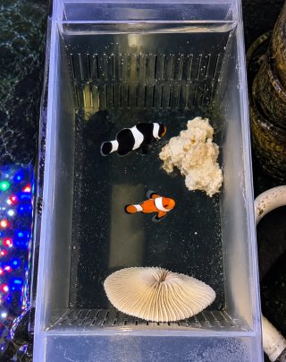 Adornos plástico acuario marino