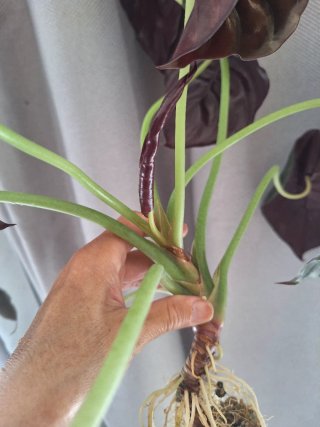 Alocasia Azlanii