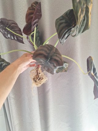 Alocasia Azlanii