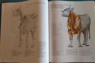 Atlas de Anatomia Topografica de Los Animales D...