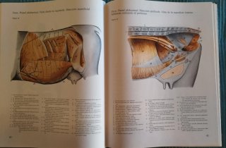 Atlas de Anatomia Topografica de Los Animales D...