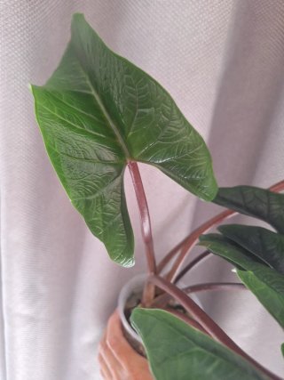 Alocasia Scalprum