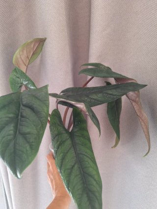 Alocasia Scalprum