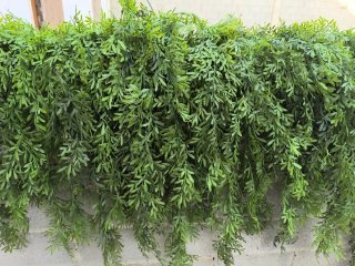 Set 10 Plantas Helecho Artificial Colgante