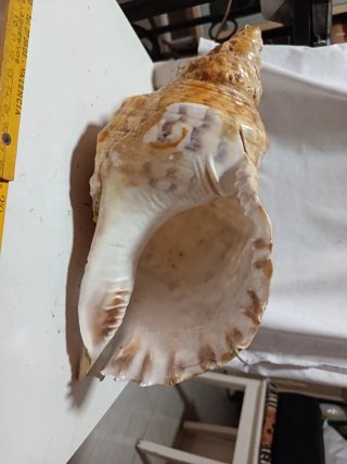 Antigua Caracola Marina Gigante (31 cm) - +50 años