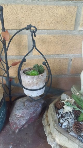 Pianta succulenta in vaso appeso