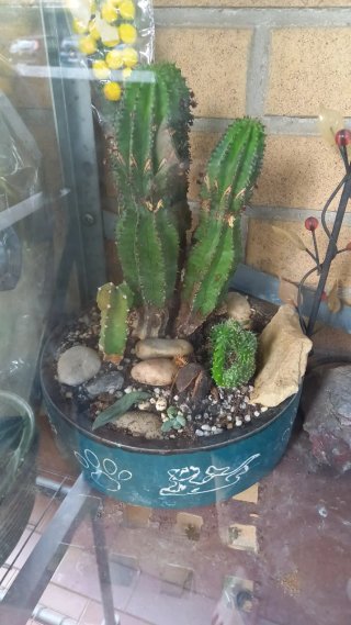 Pianta succulenta in vaso decorato