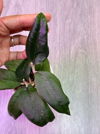 Hoya Aceh 'gomas'
