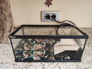 Kit terrario tortuga cristal