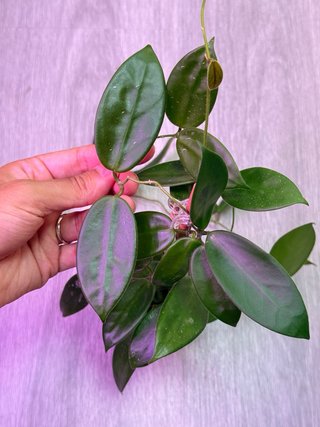 Hoya Vangviengiensis