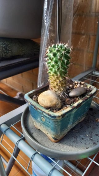 Pianta grassa in vaso blu