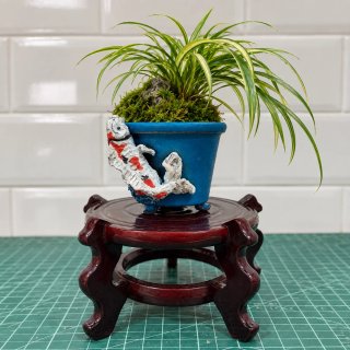 Maceta bonsai carpas azul