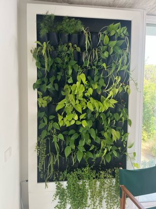 Jardín Vertical Plantas Naturales