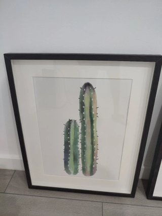 Láminas de cactus con marco