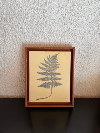 Pareja cuadros botánicos helechos vintage madera
