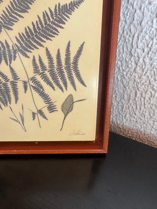 Pareja cuadros botánicos helechos vintage madera