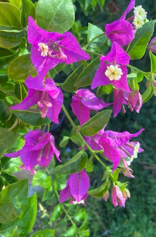 Planta de buganvilla morada