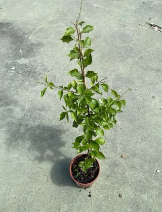 Planta de buganvilla morada