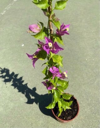 Planta de buganvilla morada