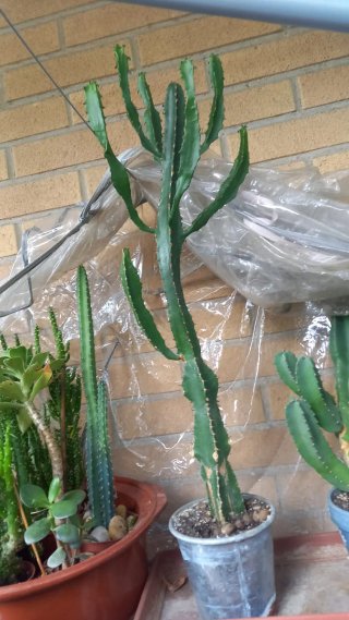 Pianta succulenta da interno