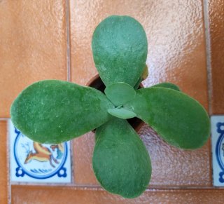 Kalanchoe thyrsiflora