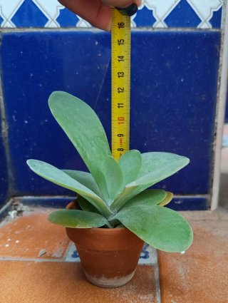 Kalanchoe thyrsiflora