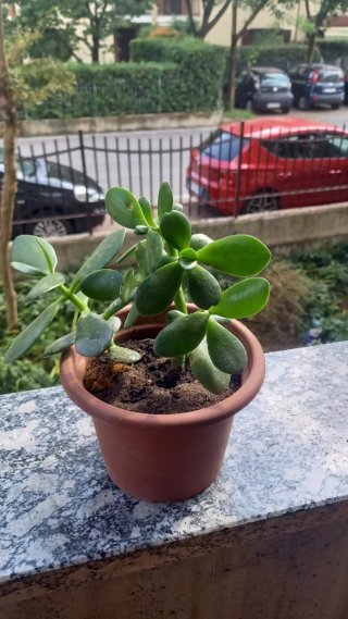 Pianta succulenta in vaso