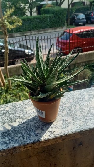 Pianta succulenta in vaso