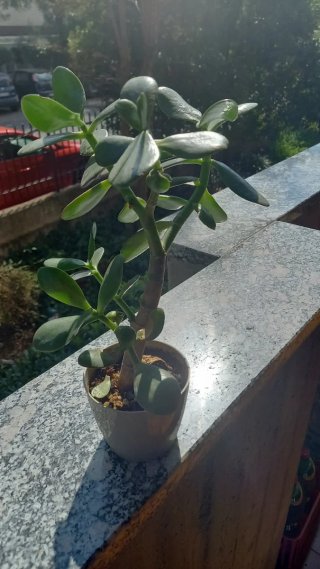 Pianta succulenta in vaso