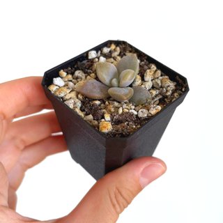 Graptoveria Nuit Blanche