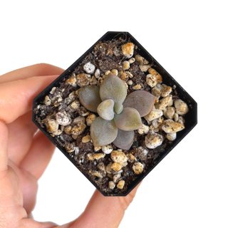 Graptoveria Nuit Blanche