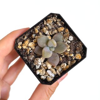 Graptoveria Nuit Blanche