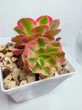 Aeonium Pink Witch dupla V 10 cm