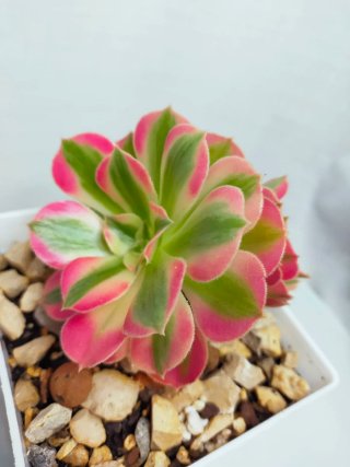 Aeonium Pink Witch dupla V 10 cm
