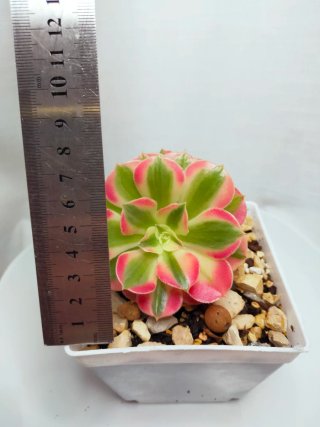 Aeonium Pink Witch dupla V 10 cm