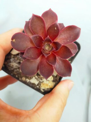 Aeonium ‘Phoenix Flame’