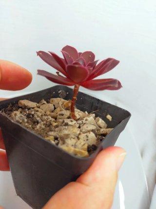 Aeonium ‘Phoenix Flame’