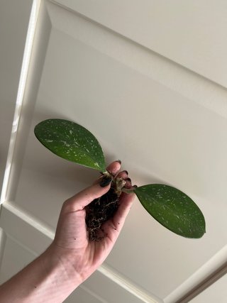 Hoya Obovata splash