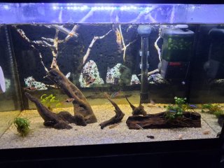 Acuario con  plantas sin filtro ni calentar