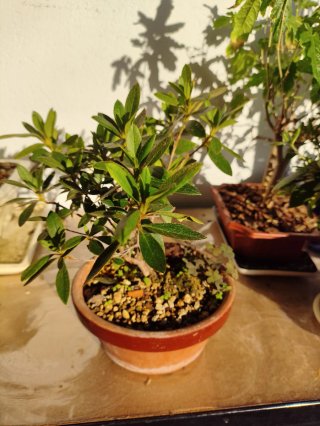 Bonsái Azalea