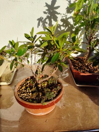 Bonsái Azalea