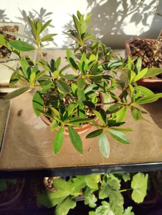 Bonsái Azalea