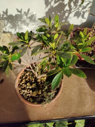 Bonsái Azalea