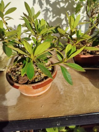 Bonsái Azalea