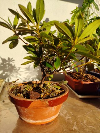 Bonsái Azalea