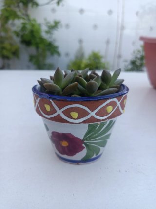 Graptosedum mini maceta de cerámica