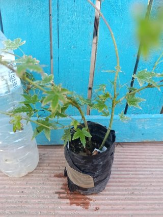 Arce palmatum doble tronco
